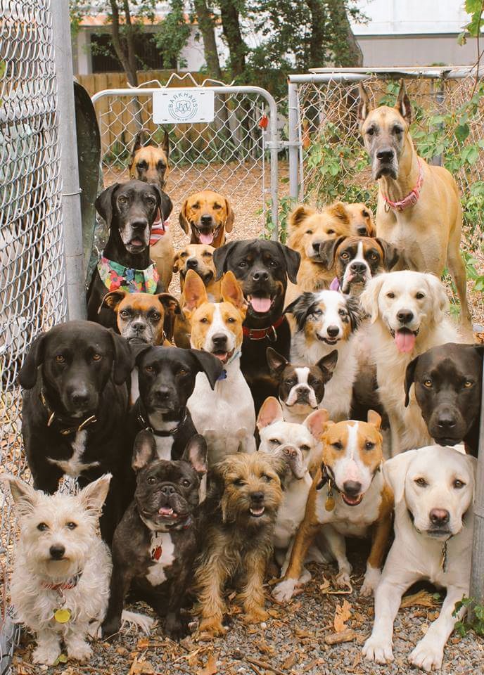 Antonijan's tweet photo. #Hamiltour #Hamildogs @shnsf @HamiltonMusical back on stage after a 3 day long weekend holiday!!! ;) Hamilton Cast as Dogs :P #MemorialDay https://t.co/sUEgO6bdGt