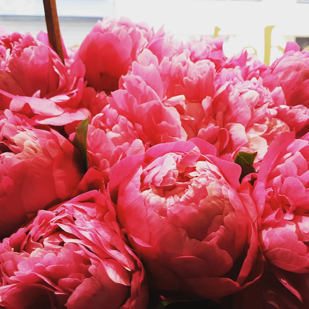 fleuriste's tweet photo. Pivoines... ☉
#nature #Fleurs #campagne #nature #repos #Saison #spring #sweet #tourisme #famille #soleil https://t.co/qn0q2odXww