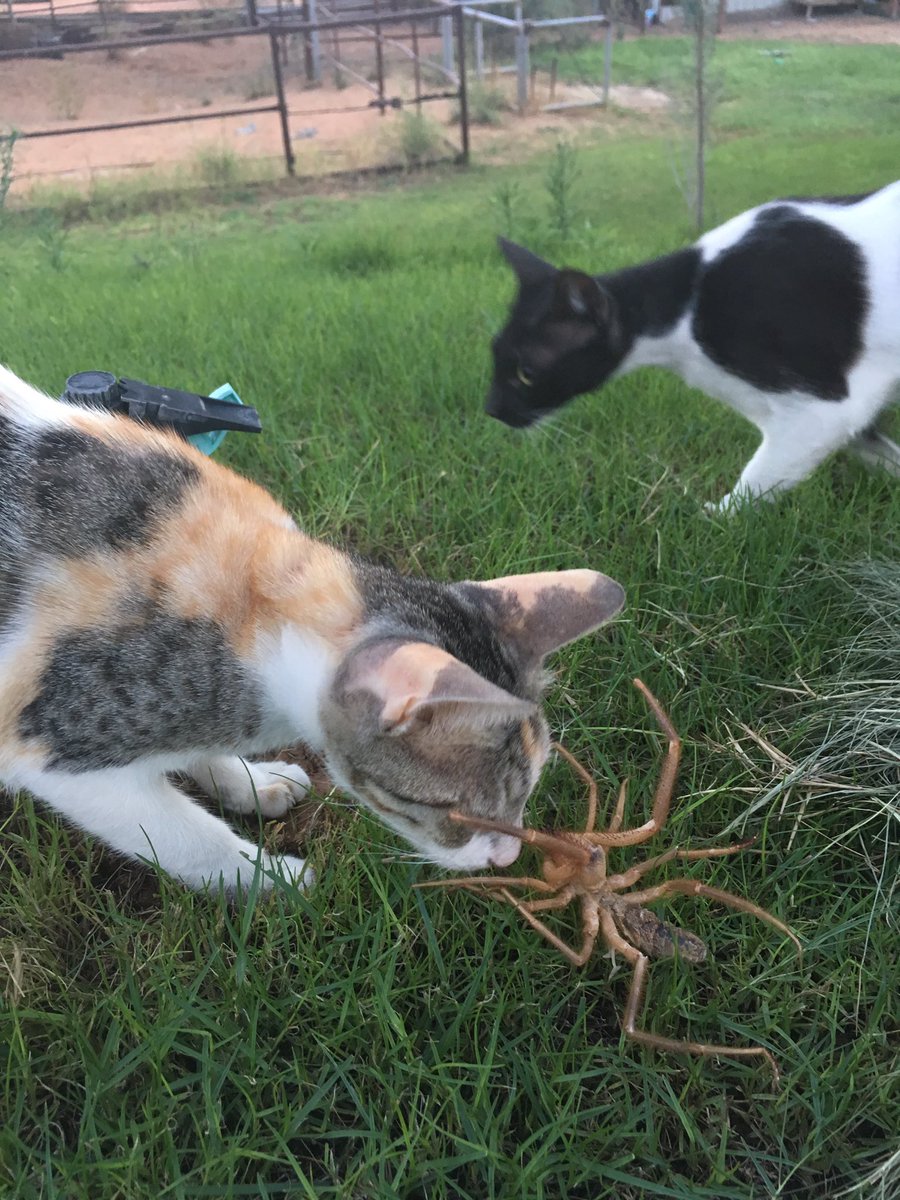 一人暮らしで猫飼って後悔してる人へ。僕が育猫ノイローゼになりかけた話｜クラシキログ【ガジェット•生活情報】, image size:900x1200