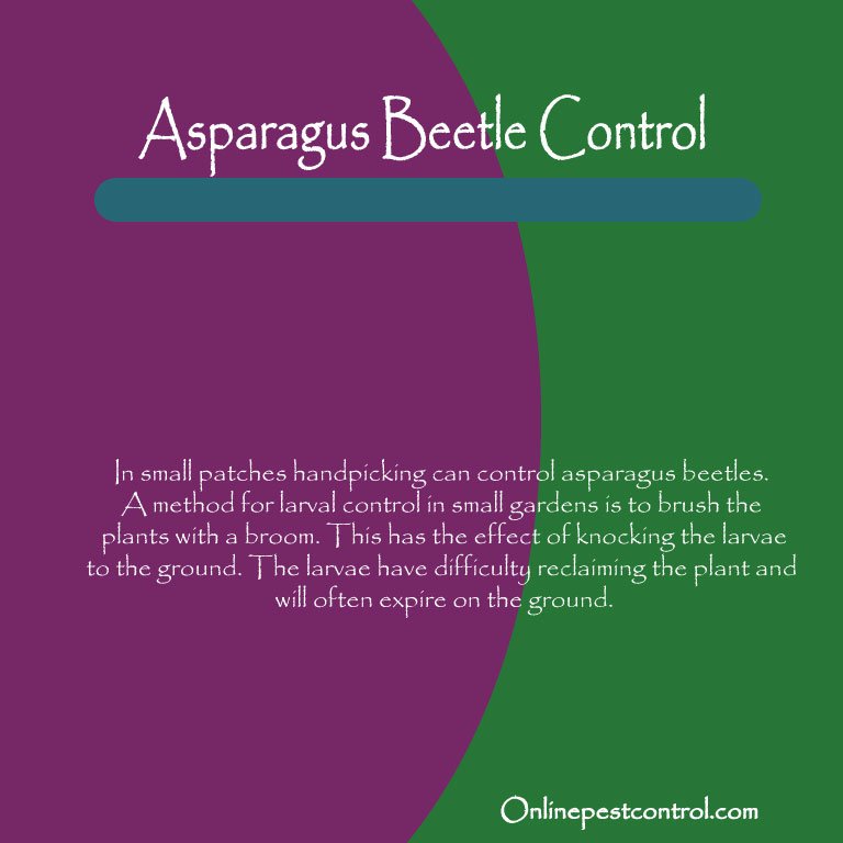 OnPestControl's tweet image. Asparagus Beetle Control for The Nifty Gardener.  goo.gl/Sf6VtI #asparagus #asparagusbeetle #gardenpest #gardening #gardener