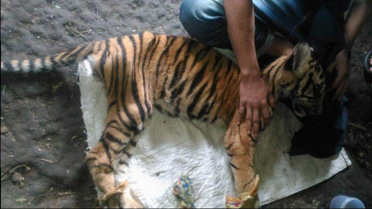 RedPiss_ID's tweet photo. Via @DesaApiApi Warga Temui Seekor Harimau Sumatra https://t.co/q8m1EEMpkc @EIAinvestigator @AidaGreenbury @Greenpeace @WWF @Gakkum_KLHK https://t.co/izou18zqg0