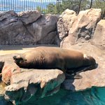 こんな抱き枕が欲しい!眠そうにするトドのビジュアルがw