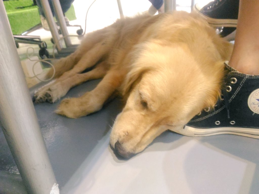 _deeegeee's tweet photo. Our PR Head is sleepy~ π #CustomThread #Fundr https://t.co/608B2anMz5
