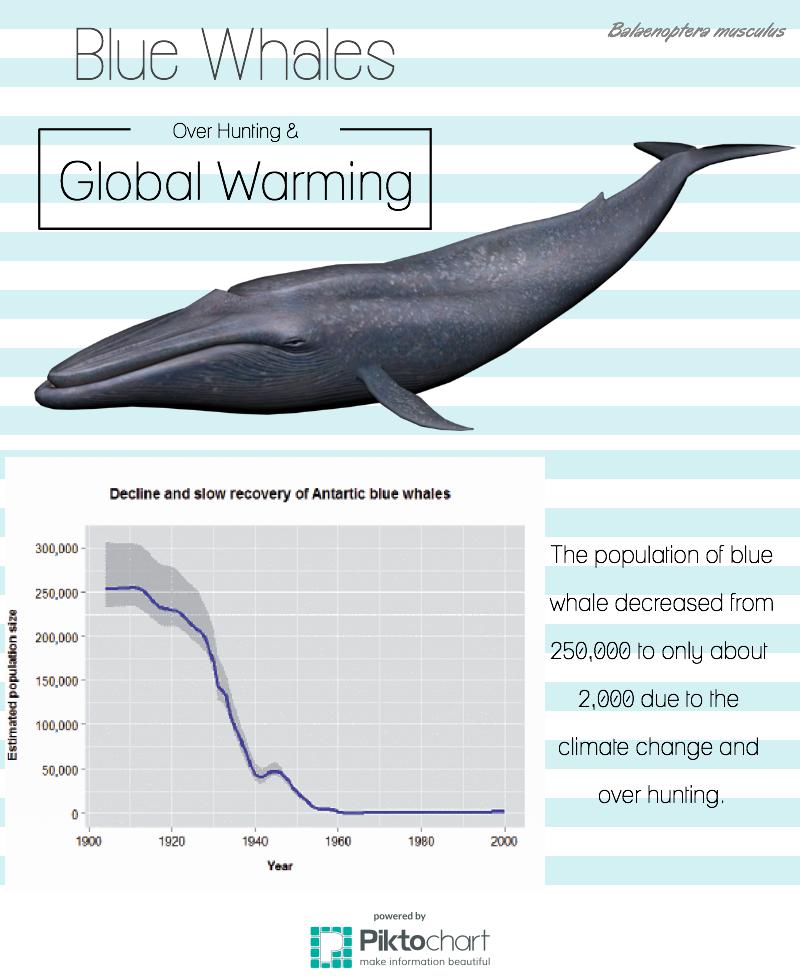 JulieLin_FishBM's tweet photo. #BlueWhales are endangered, due to the decrease of food and over hunting!
#KASendangered #KASeaOcean 
https://t.co/HTp5v0bghV https://t.co/1ejHiRz45c