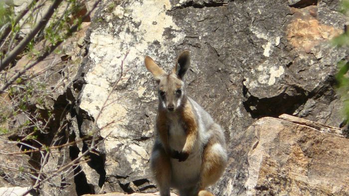 ABCRural's tweet image. Yellow-footed rock wallaby back from brink after 2 decades of work #OperationBounceback @NRMRegions @ABCIndigenous ab.co/2qAgal9