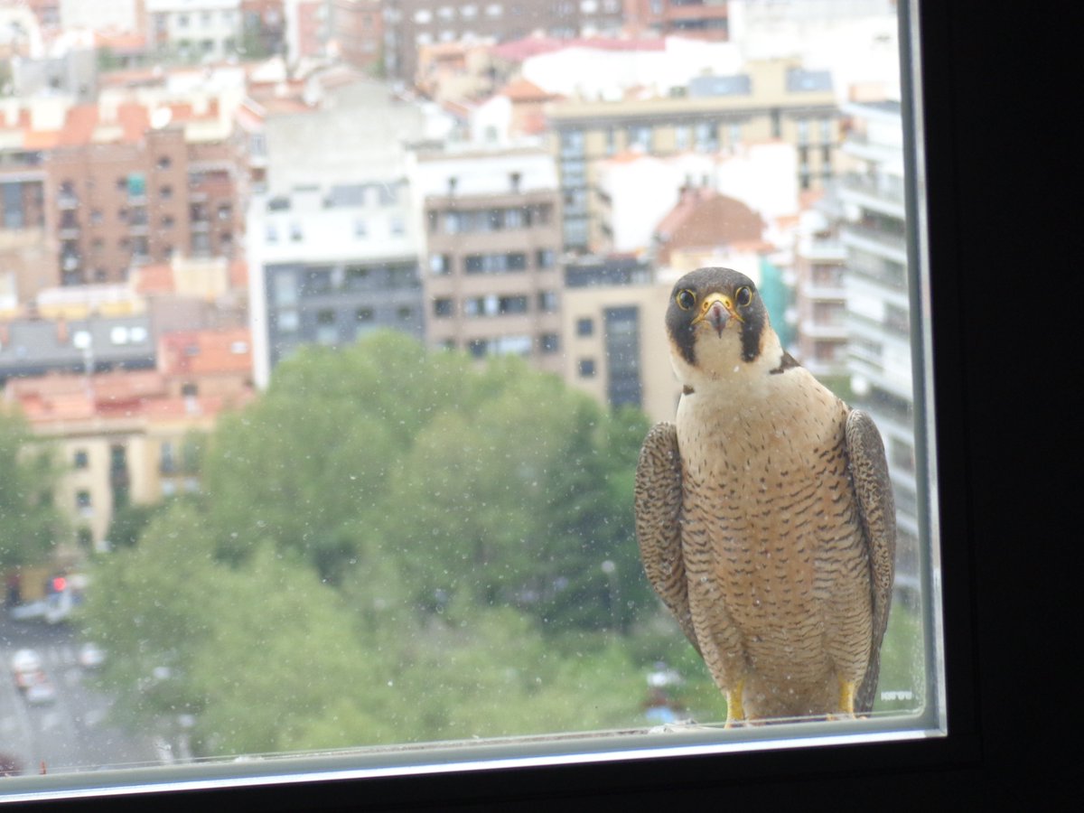 Arantza Leal Nebot (@arantzaleal1) on Twitter photo Si quieres saber + sobre #HalconesMadrid y #HalconesUrbanos .<a href="/SEO_BirdLife/">SEO/BirdLife</a> escucha .<a href="/HET2_Radio3/">Hoy Empieza Todo 2</a> con .<a href="/BosqueHabitado/">El Bosque Habitado</a> #SoyRadio3 Si quieres saber + sobre #HalconesMadrid y #HalconesUrbanos .<a href="/SEO_BirdLife/">SEO/BirdLife</a> escucha .<a href="/HET2_Radio3/">Hoy Empieza Todo 2</a> con .<a href="/BosqueHabitado/">El Bosque Habitado</a> #SoyRadio3