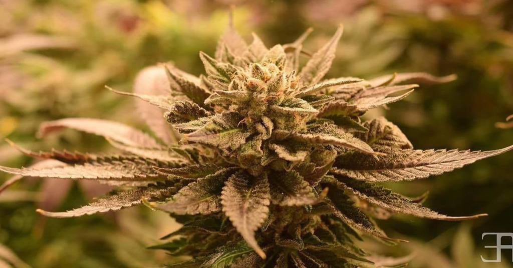 Organizing photos and notes for my #CannabisPhotography project. This beauty was taken @house_of_cultivar #nametha… instagram.com/p/BUtQtLYhyz7/