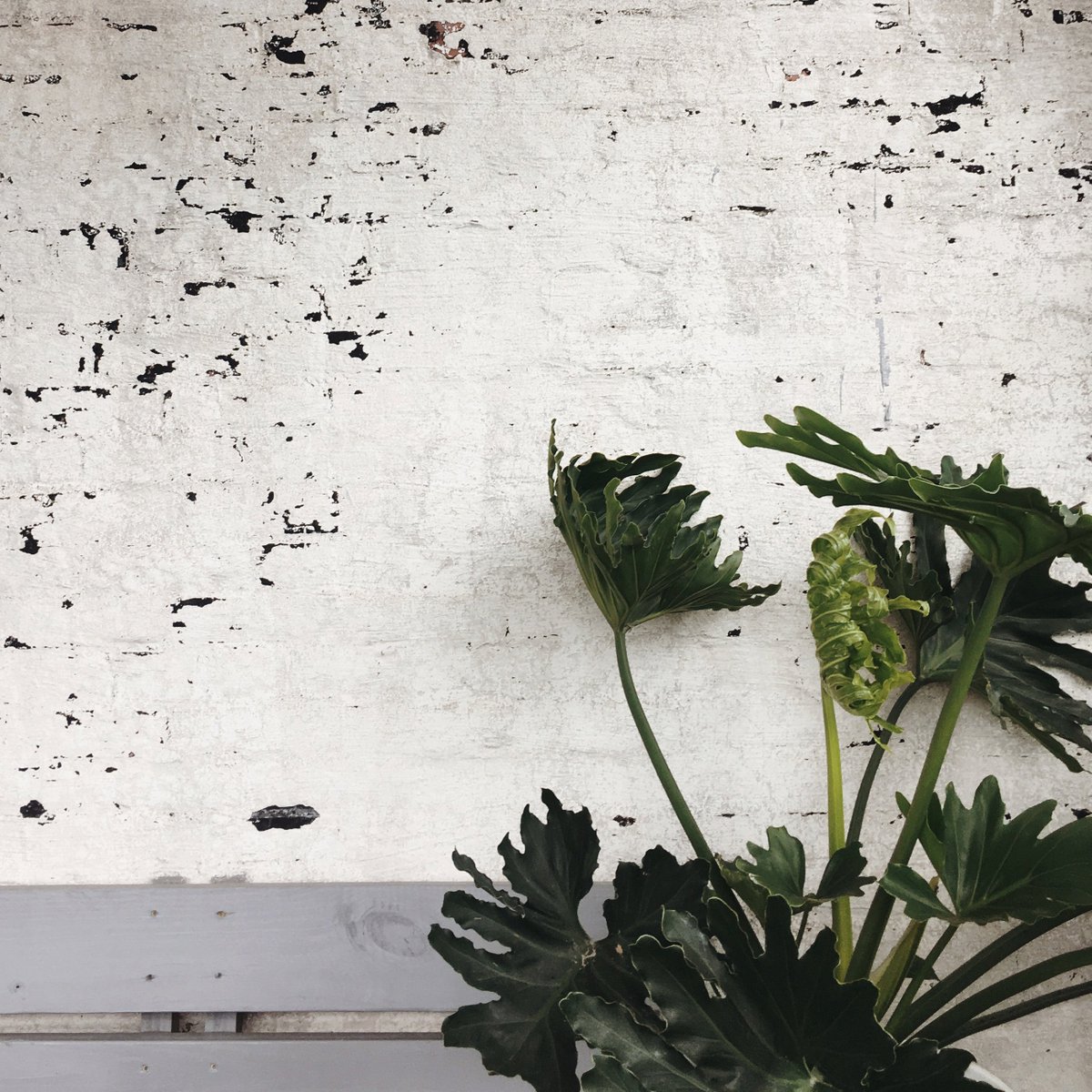 StudioMatrixAus's tweet image. Continuing to bloom &amp;amp; grow, just like our talented team. #studiomatrix