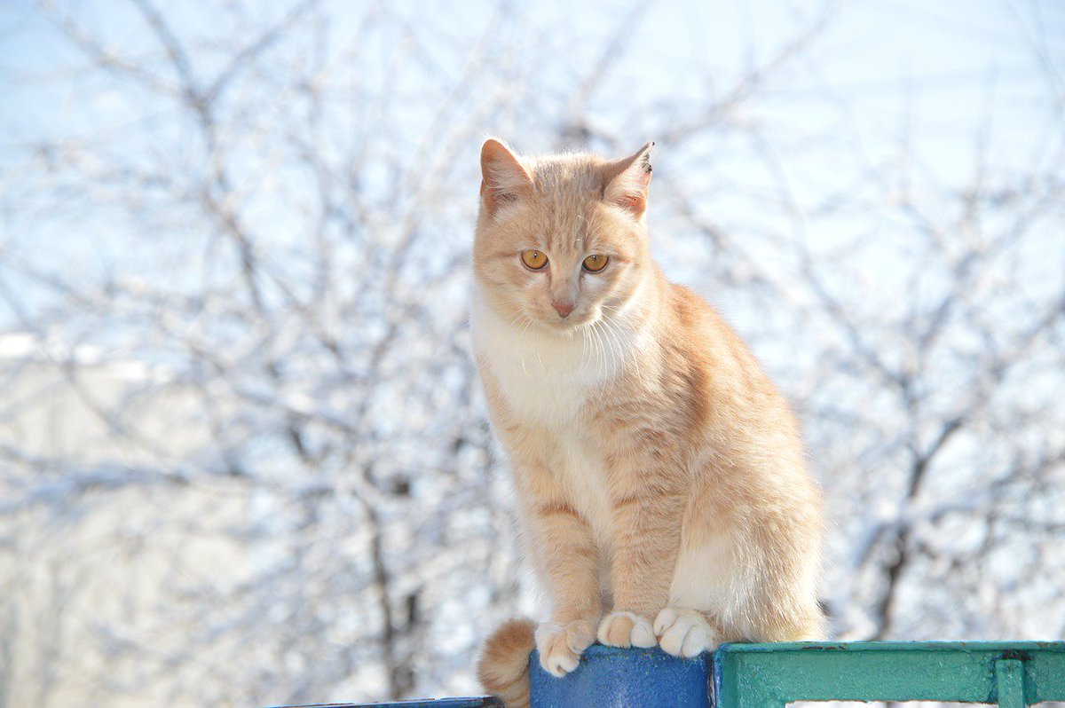 DailyCat2's tweet image. #love #cute #pets