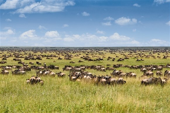 triptanzania's tweet photo. The Great Migration involves more than one million wildebeest, zebras, gazelles and a variety of other  traversing the....#triptanzania.com https://t.co/Te1p8RELYa