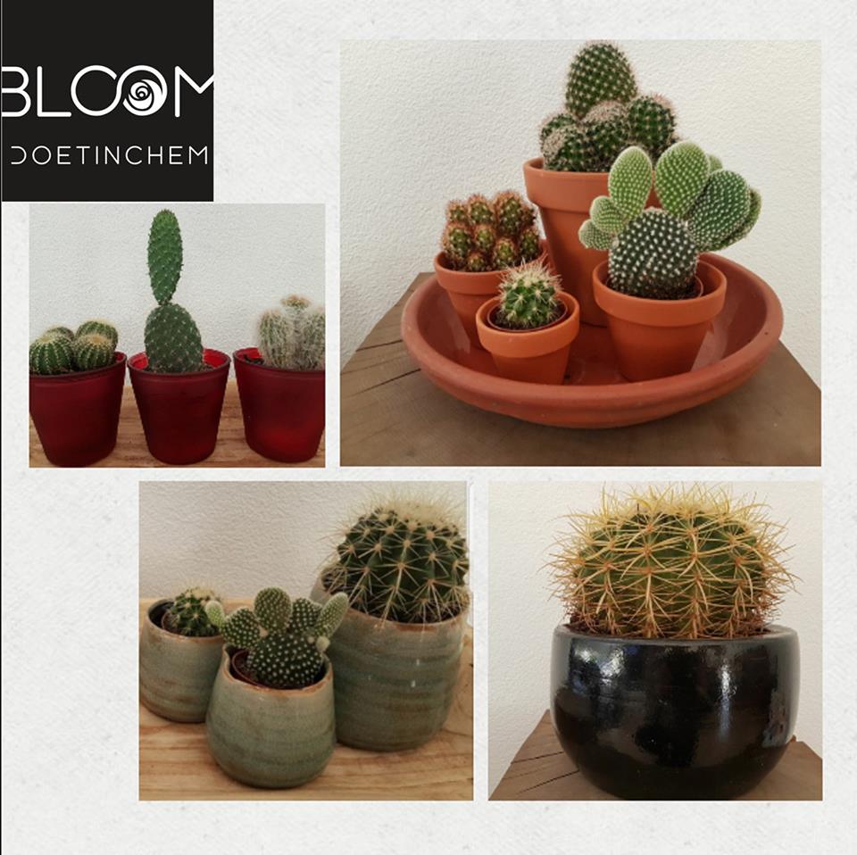 Ook voor hele leuke cactussen kun je bij ons terecht. #cactus #bloemen