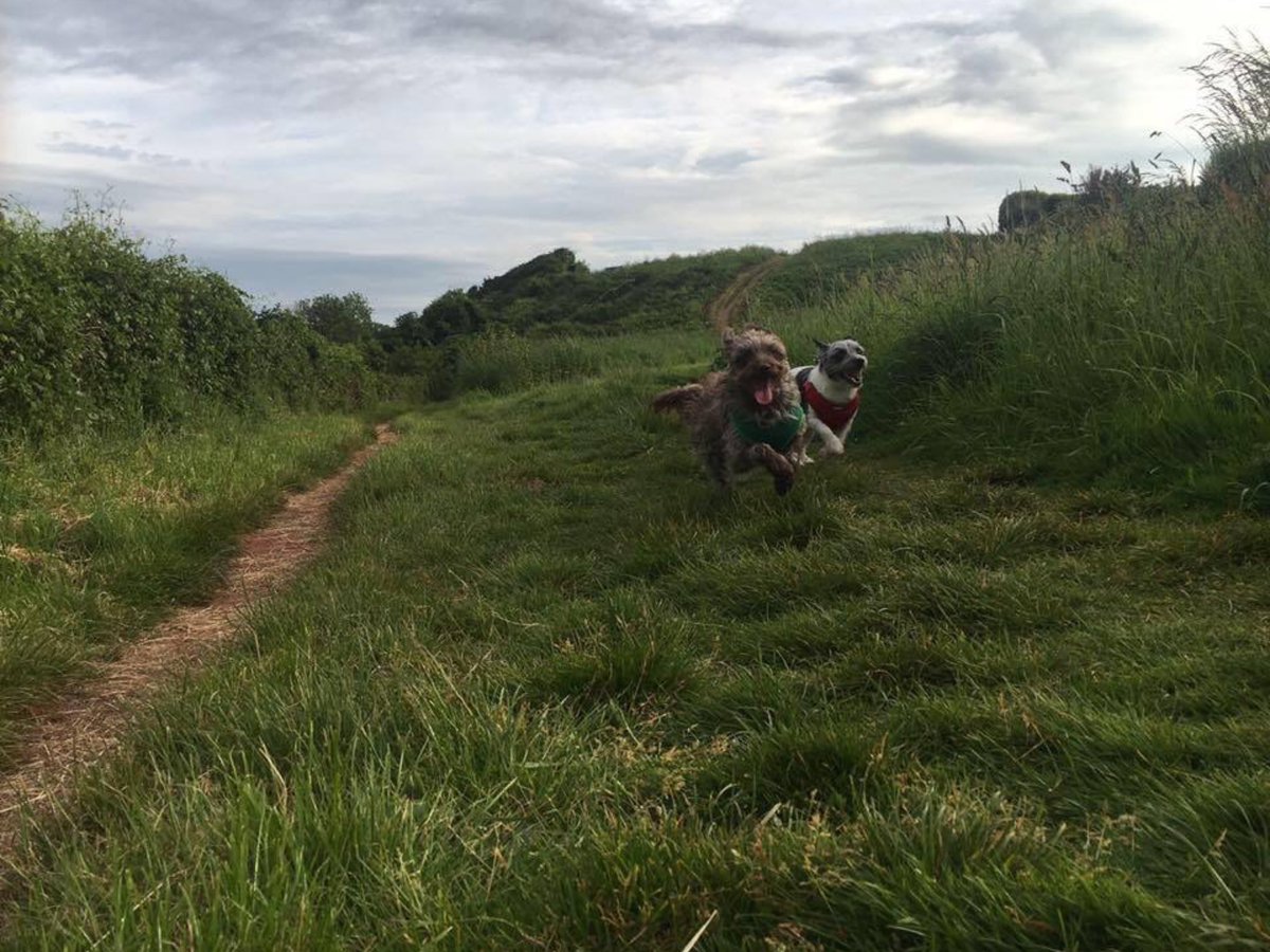 onecameraandme's tweet photo. Take a walk on one of our great coastal paths and enjoy this stunning county on June 4th #DevonDay
@GreatDevonDays 

#findheavenindevon https://t.co/PziHM0qq0j