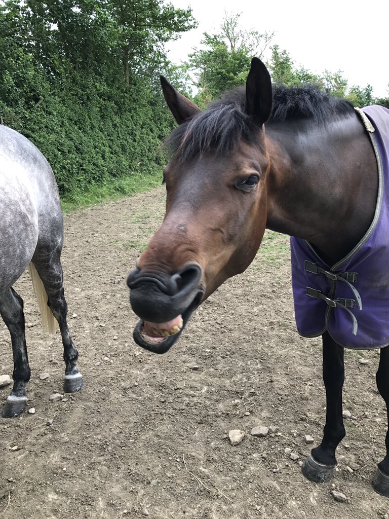 Emily_Pain's tweet photo. Someone is making the most of his bank holiday weekend 😂#britishevening #yawn #donkey https://t.co/yI4NksQewR
