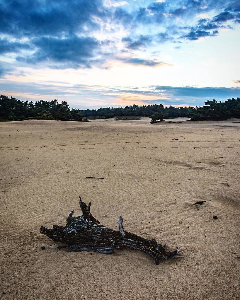 AlbertLamme's tweet photo. "The silence in the morning"
•
•
•
•
•
#dutch_connextion #igholland #thisisholland #natureza #natureonly #freedomt… https://t.co/ivHtsGMLcc https://t.co/4llDBtmMWt