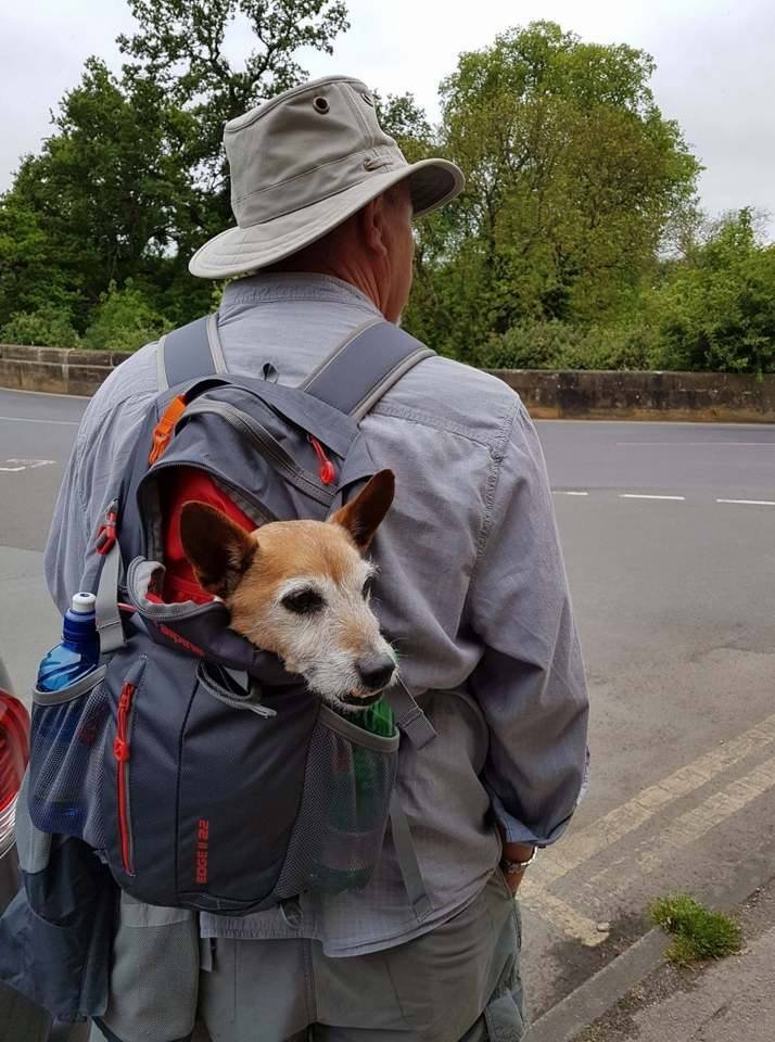 joniparke's tweet photo. dog sack dad... class https://t.co/uoQOCLkVrj