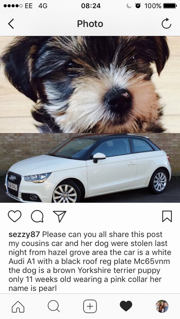 Ste_Bannister's tweet photo. Please can people RT this. We were broken into last night and our car and puppy was stolen at 02.30am last night in Hazel Grove. Thanks! https://t.co/R6klaVeGa1