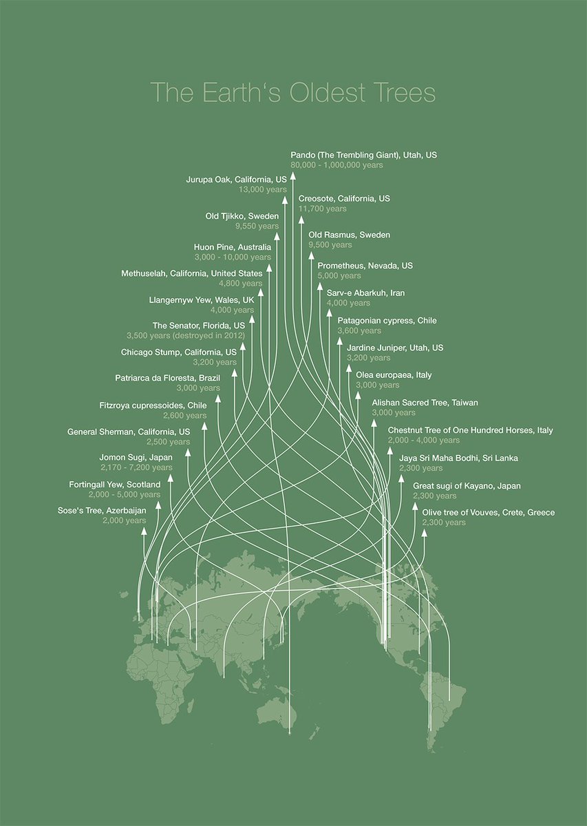 simongerman600's tweet image. Gorgeous #dataviz by @paukee shows #geography and age of oldest #trees. via naturalrecall.org HT @galka_max