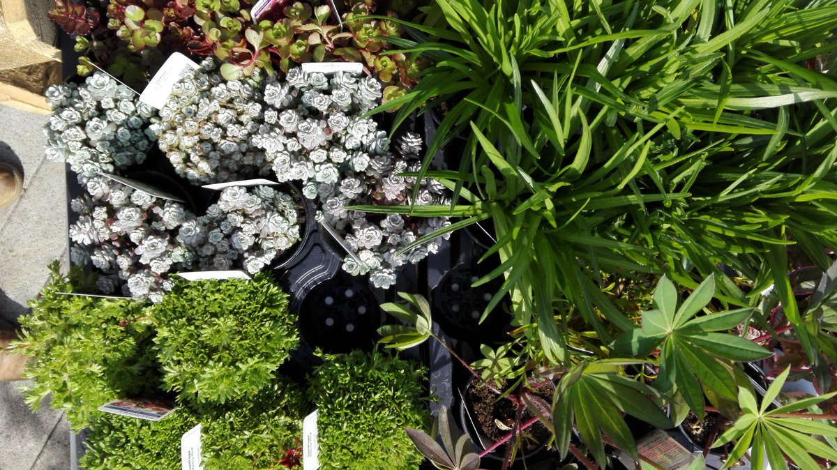 stwilfridstweet's tweet photo. We're holding a plant sale on Wednesday and Friday this week! Pop by our hospice gardens for green bargains from £2

https://t.co/rknO4k5RfA https://t.co/CChlyrm8CA