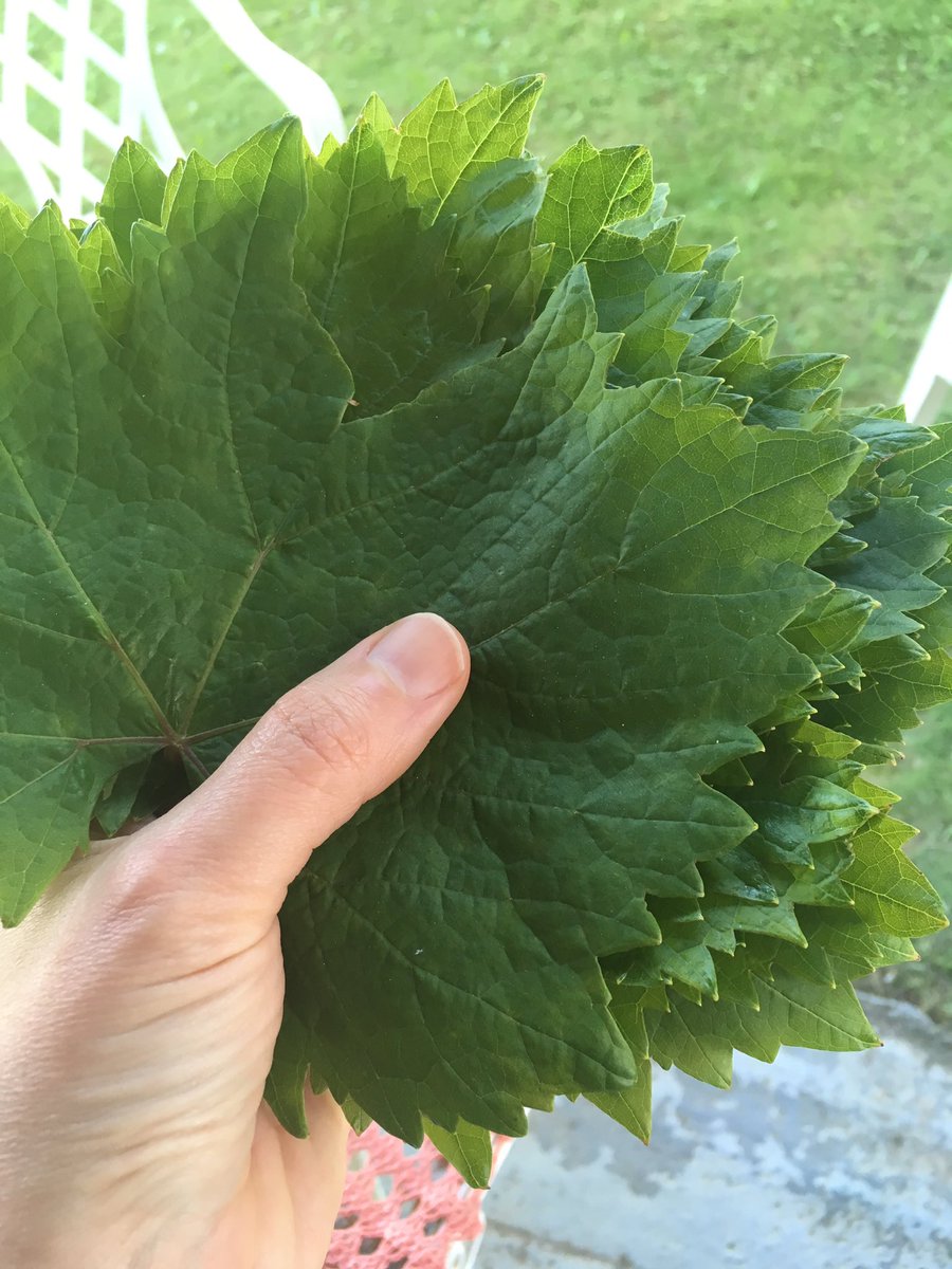 LiasKitchen's tweet photo. It's #vineleaf season in #Greece! My parents garden is a treasure trove. #greekfood #αμπελόφυλλα #ελληνικόφαγητό #food https://t.co/cR1414U9ow