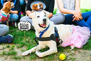 havarico's tweet photo. (Dövülmüş ve Felç Kalmıştı: Leyla Köpeğin Mutlu Sonla Biten Muhteşem Yeniden Doğuş Öyküsü!)
 
Detaylar https://t.co/BZ83zV9CkX https://t.co/LGRvxSjBXM