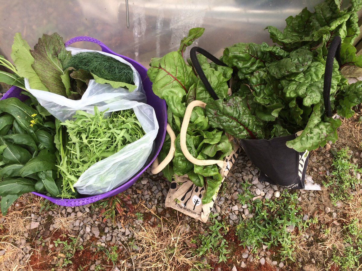 MaryWilson1789's tweet photo. @JanWilsons  post rain heaven #organic #fieldtofork #bristol #food #chard #mustard #dill https://t.co/AKv73CeEh1
