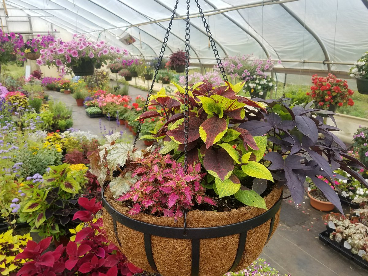 Demo at Saturday's Market: Learn to build gorgeous hanging baskets <a href="/Archtrees/">John monroe</a> <a href="/NorthgateDurham/">NorthgateMall Durham</a> #plants #homeandgarden #durham