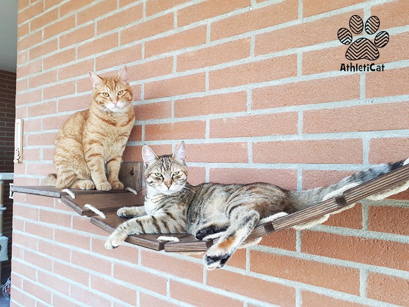 AthletiCatShop's tweet photo. Loki and Freja on our #catbridge 😍  🐾  Aren't they #cute?? #athleticat #furniture4cats Thanks Giulia for the beautiful pics! https://t.co/TYRnnEyyj3
