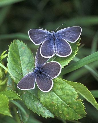 JulieWilliamsBC's tweet photo. The Small Blue needs help! @savebutterflies is recruiting a Surrey based Project Officer at https://t.co/gboLjIF8U3 #jobsearch https://t.co/Xuob9HQfh0
