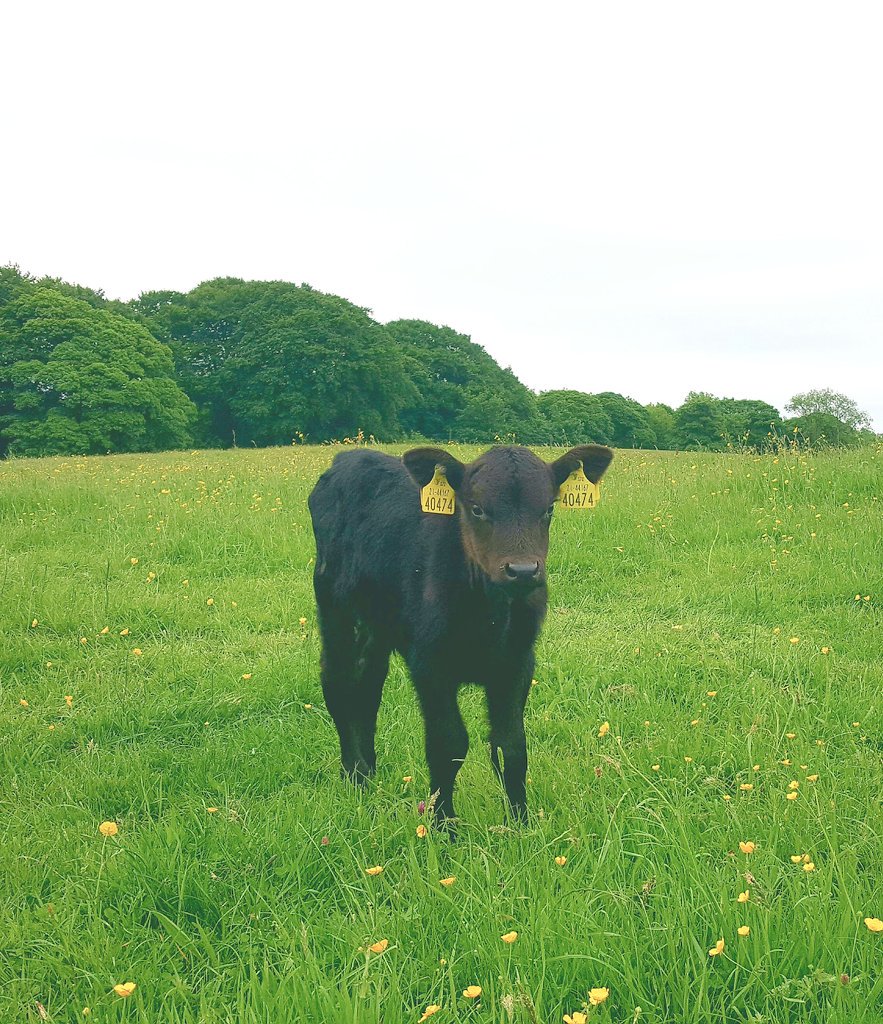 shacklej's tweet image. Lil&apos; Phoenix..rising from the ashes and surviving still 💪 #miniangus