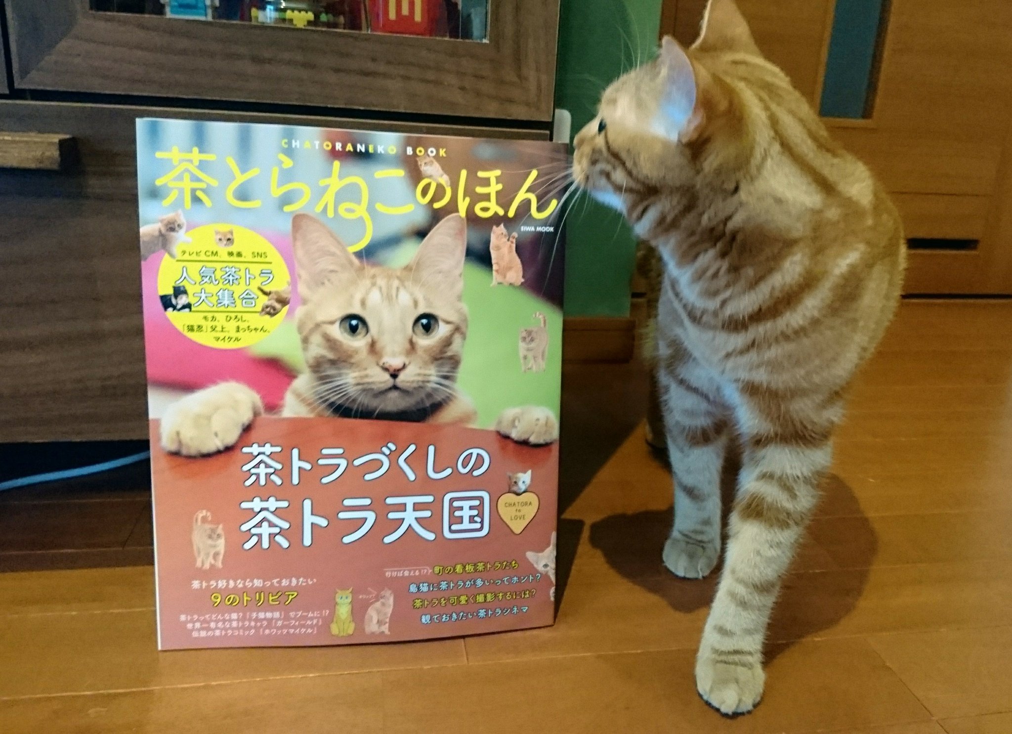 茶とらねこのほん Twitter Search Twitter