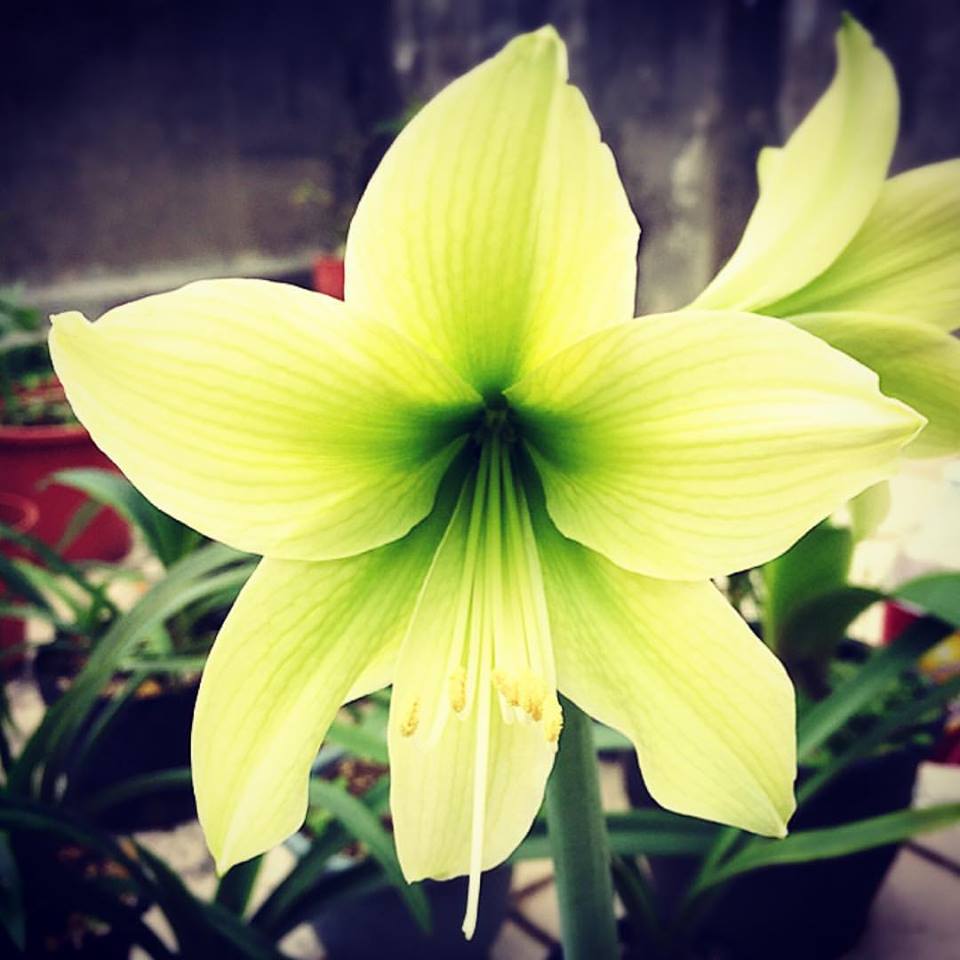 vilmahuang's tweet photo. #孤挺花 #青龍
#花 #植物 #綠色 #春
#amaryllis #hippeastrum #GreenDragon #green #flower #spring #hadeco
#アマリリス #プラント #グリーンドラゴン
#гиппеаструм
#아마릴리스 #꽃 https://t.co/0eOjZo0bfS