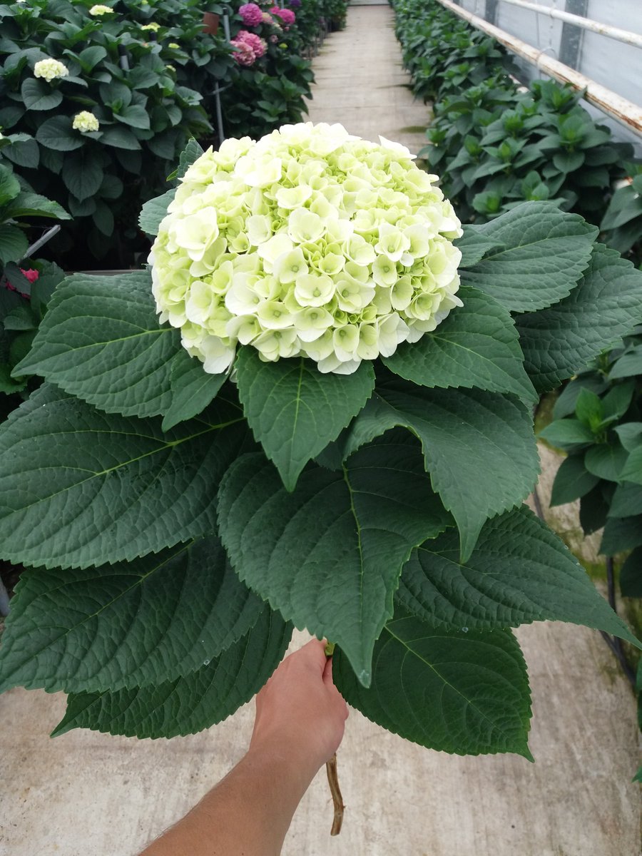 AmortensiaCV's tweet photo. Na een productiedal neemt de productie weer toe, bijvoorbeeld van Magical Pearl. Nu wat meer continuïteit op de klok van#RoyalFloraholland https://t.co/vuwBeUpO4Q
