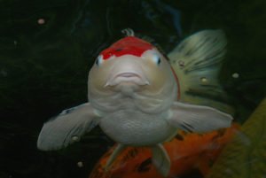 Sanke frei schwebend im Wasser - koi-kontor.de/koiblog/sanke-…