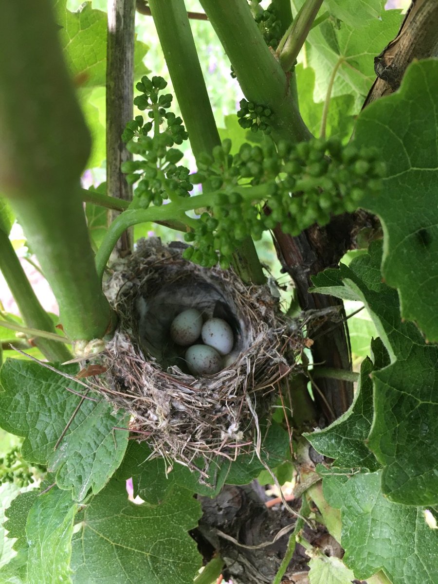 DOMAINE BOTT FRERES tweet media