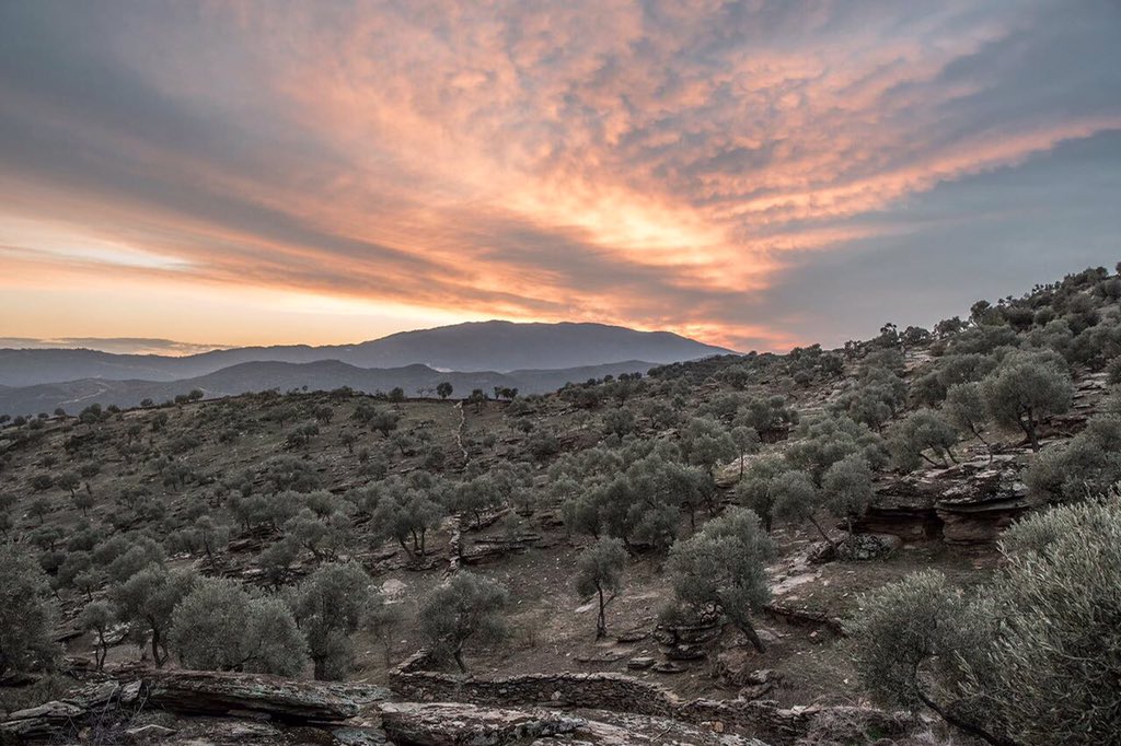 #ZeytinAğacınaSadakat