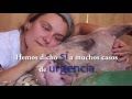 REFUGIOLACANDEL's tweet photo. Nuestros amigos de @AnimalCompasion, como todos los #SantuariosAnimales, necesitan #Ayuda para #SalvarVidas https://t.co/BzUqIjNrvo https://t.co/jvY0qqc7yw