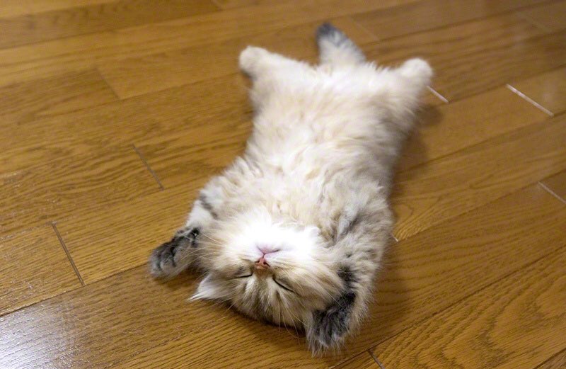 Developlab's tweet photo. #animalike concedete al vostro gatto un caldo parquettes, abbiamo soluzioni a misura di micio. https://t.co/5PB6JIr0cr https://t.co/j2XXU1jLRu