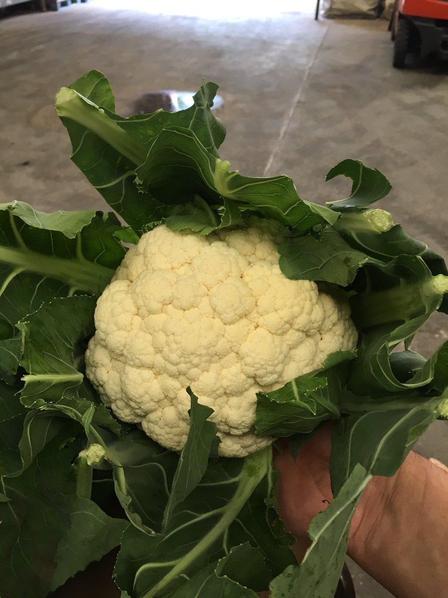 TatwsTrading's tweet photo. I can't stop looking at them 😍😍😍😍😍😍#new #season #cauliflour you won't get fresher quality &amp; taste @prescottfarms 👌👌👌👌#stall #tatws https://t.co/598YRAMZK5