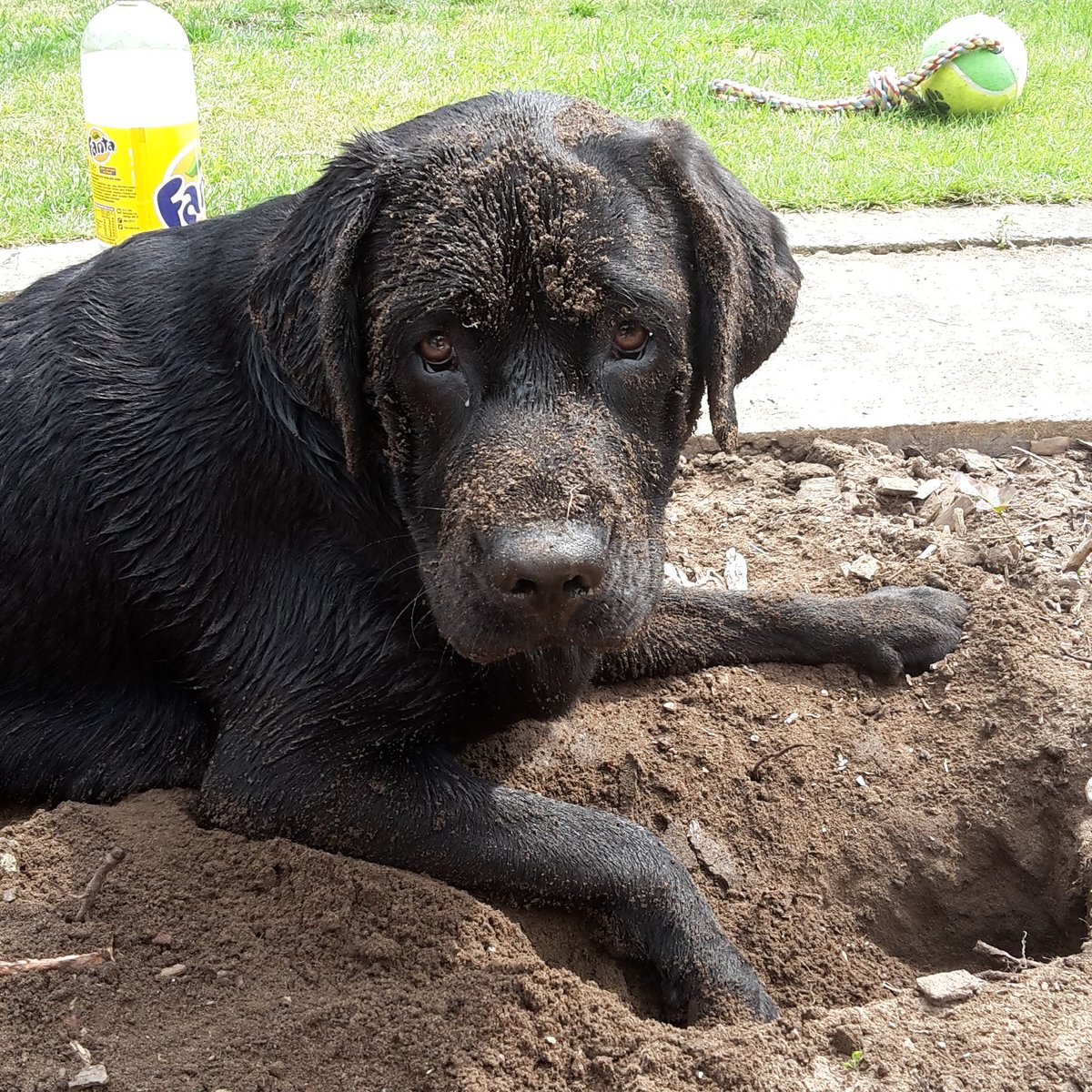 Wonky_Winston's tweet photo. @PetsatHome Winston helping with the gardening #VIPjun17 https://t.co/2D6wkoVDUR