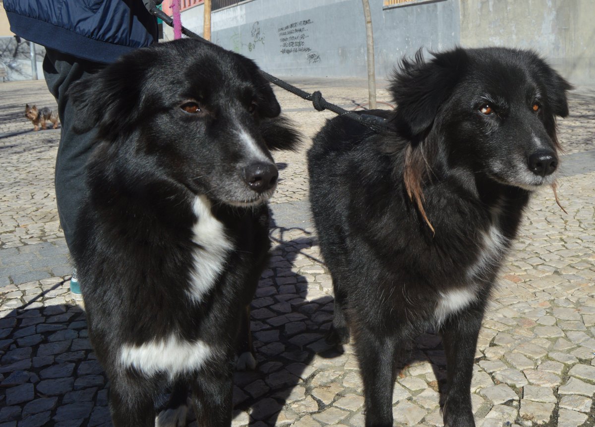 Mascotiversa's tweet photo. Buda&amp;Pandora. La mama e hija mas adorables que hayais visto.
#Buda #Pandora #familydogs #mix #dogsoftwitter #perrosypersonasymascotiversa https://t.co/OKd2mb80kd