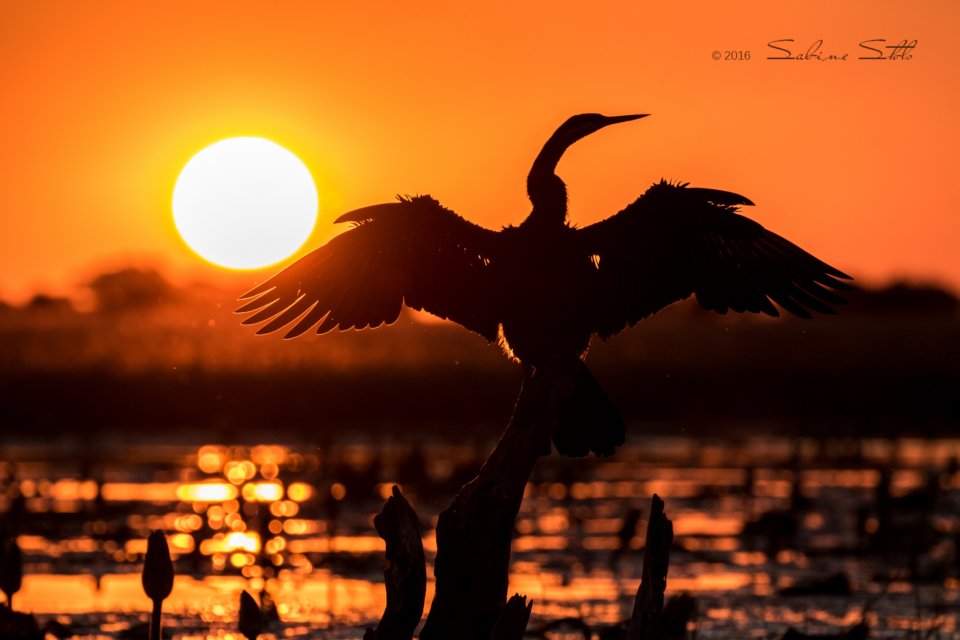 PangolinPhoto's tweet photo. Here's an African darter to see off your #ChobeTuesday https://t.co/AgTe73Lrtg
#birding #photography #Chobe #ThisIsChobe https://t.co/qJowwTcSVP