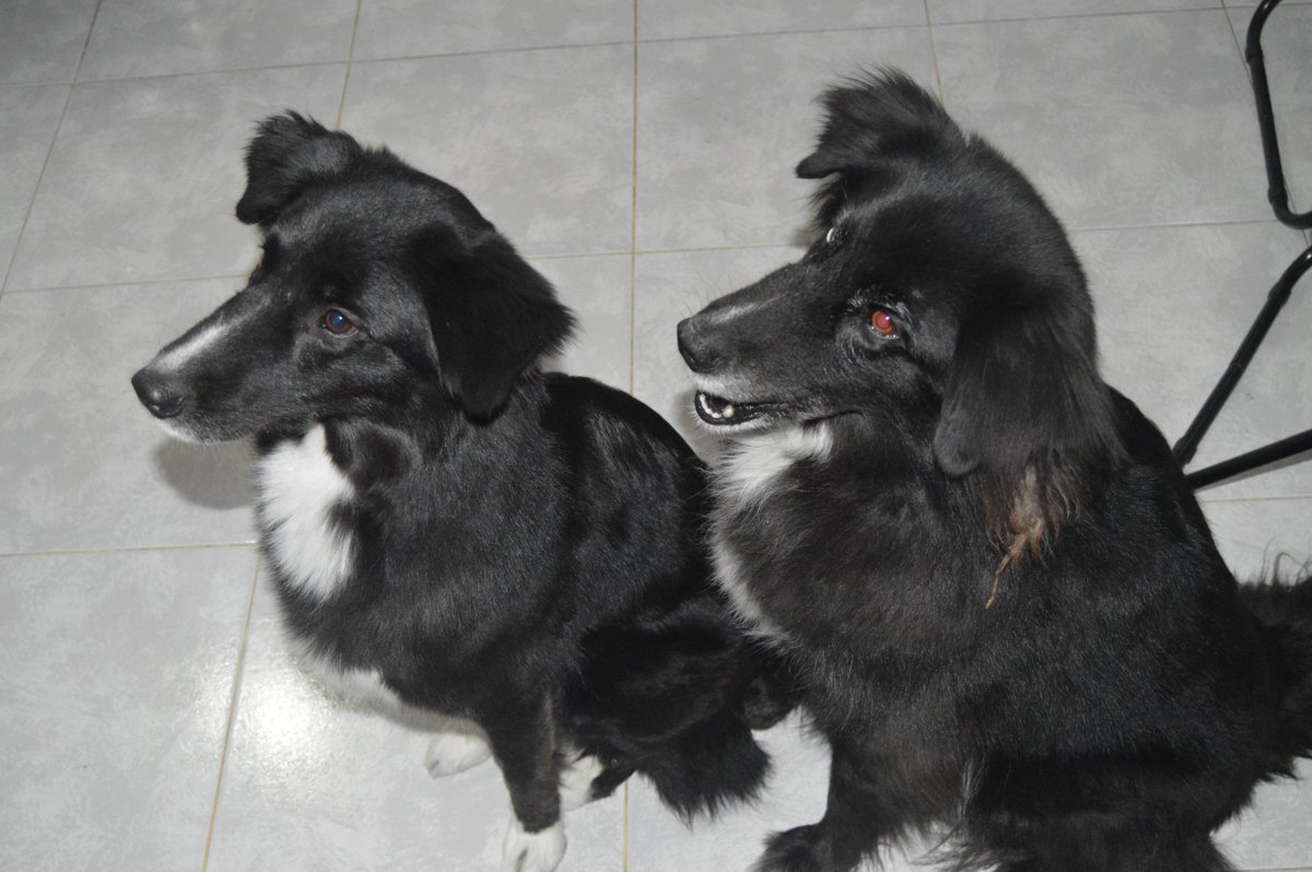 Mascotiversa's tweet photo. Buda&amp;Pandora. La mama e hija mas adorables que hayais visto.
#Buda #Pandora #familydogs #mix #dogsoftwitter #perrosypersonasymascotiversa https://t.co/OKd2mb80kd