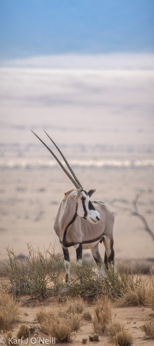 KarlJONeill's tweet photo. Gemsbok in Namibia #wildlife https://t.co/78WqsjuVHH