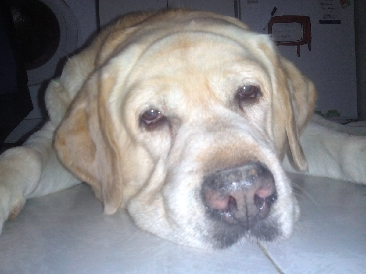 Mascotiversa's tweet photo. Dylan nos visita en la guardería
#Dylan #labrador #dogslovers #dogsoftwitter #guarderiacanina #petsitters #perrosypersonasymascotiversa https://t.co/5EEbwZGXzm