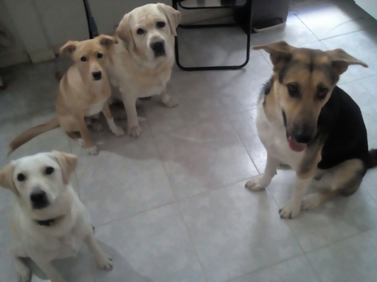 Mascotiversa's tweet photo. Dylan nos visita en la guardería
#Dylan #labrador #dogslovers #dogsoftwitter #guarderiacanina #petsitters #perrosypersonasymascotiversa https://t.co/5EEbwZGXzm