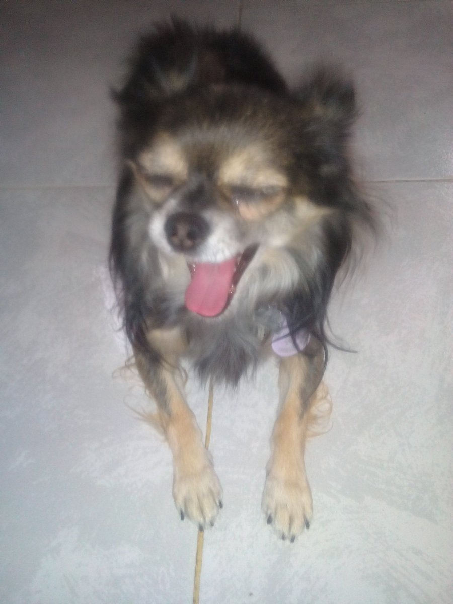 Mascotiversa's tweet photo. Chewaka viene a menudo a nuestra súper guardería
#Chewaka #Chiwi #chihuahua #guarderiacanina #petsitters  #perrosypersonasymascotiversa https://t.co/krsN3XgypA