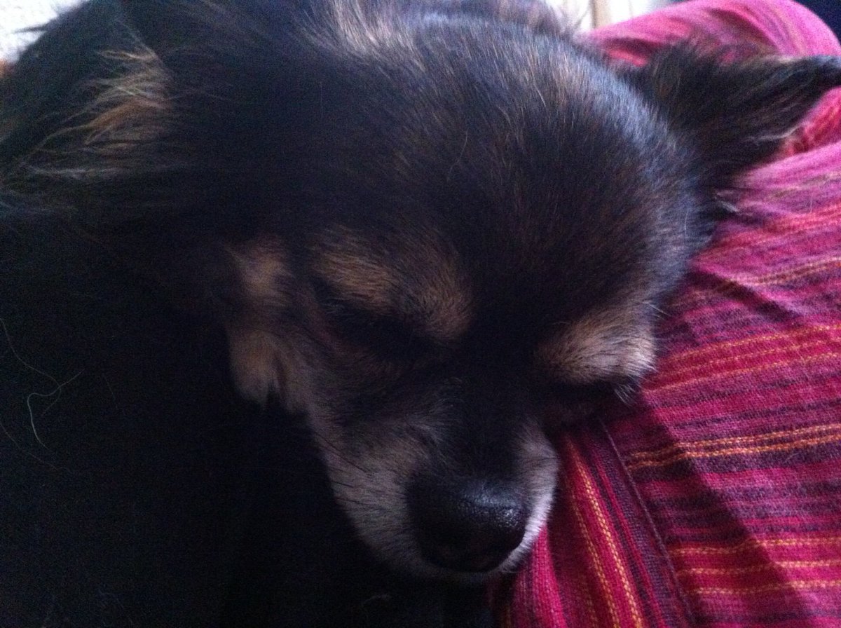 Mascotiversa's tweet photo. Chewaka viene a menudo a nuestra súper guardería
#Chewaka #Chiwi #chihuahua #guarderiacanina #petsitters  #perrosypersonasymascotiversa https://t.co/krsN3XgypA