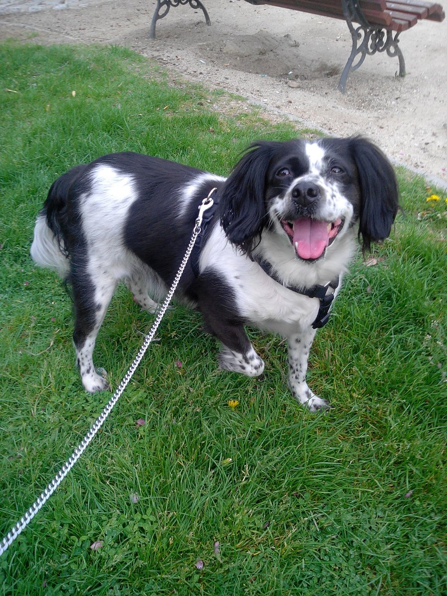 Mascotiversa's tweet photo. Dara se une a paseos y guardería
#Dara #breton #mix #doglovers #dogsoftwitter #paseosperrunos #guarderiacanina #perrosypersonasymascotiversa https://t.co/xA9ufDeodj