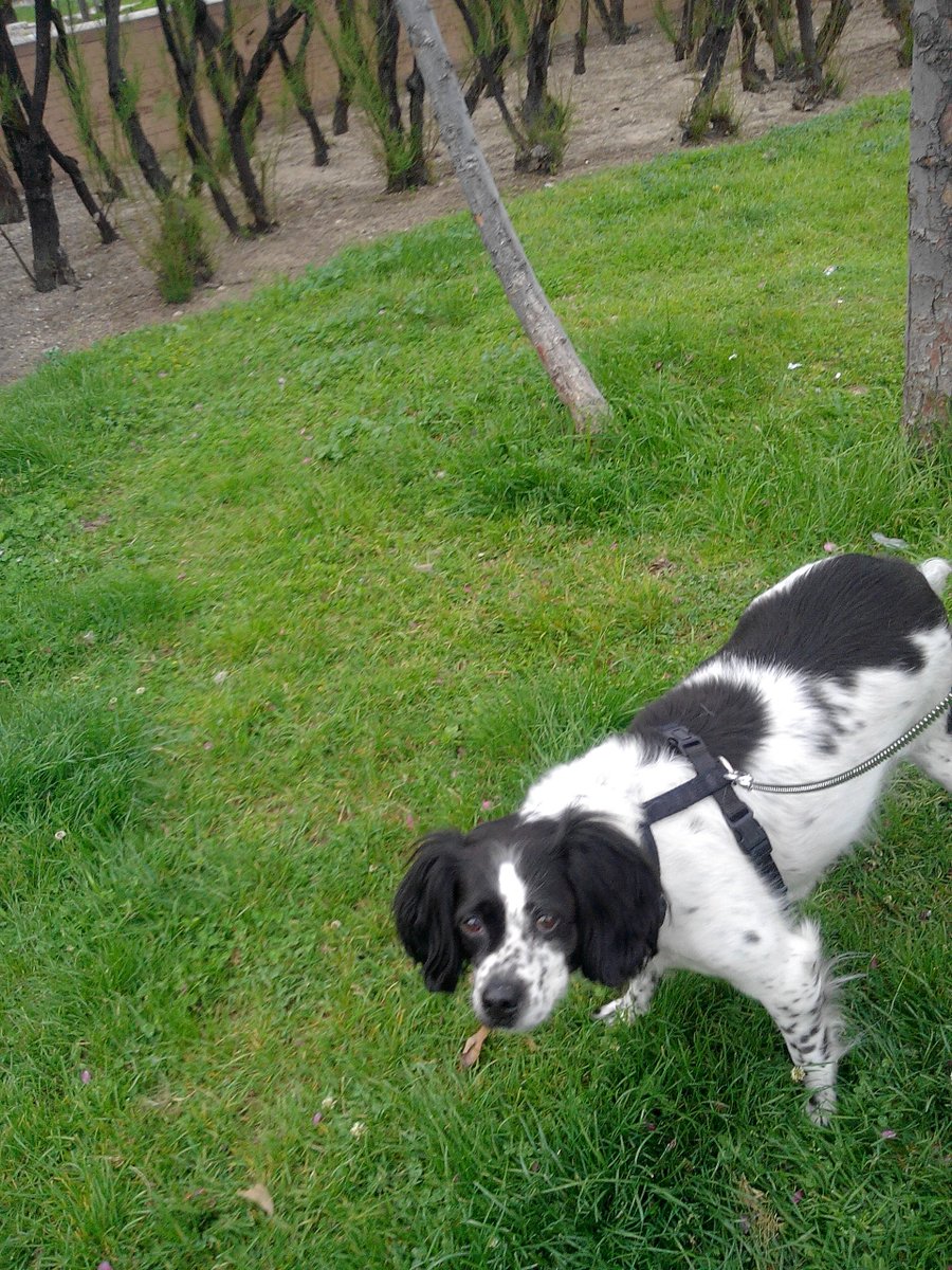 Mascotiversa's tweet photo. Dara se une a paseos y guardería
#Dara #breton #mix #doglovers #dogsoftwitter #paseosperrunos #guarderiacanina #perrosypersonasymascotiversa https://t.co/xA9ufDeodj