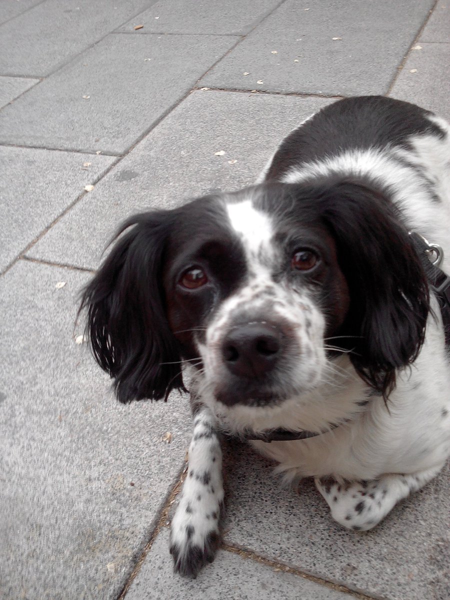 Mascotiversa's tweet photo. Dara se une a paseos y guardería
#Dara #breton #mix #doglovers #dogsoftwitter #paseosperrunos #guarderiacanina #perrosypersonasymascotiversa https://t.co/xA9ufDeodj